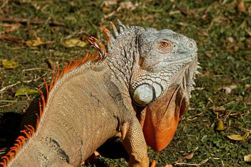 Iguana Reptile Lizard Dragon Animal