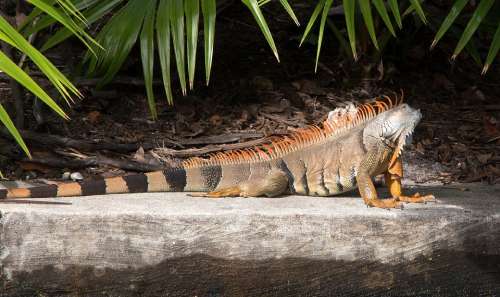 Iguana Spiny Tailed Reptile Lizard Wild Wildlife
