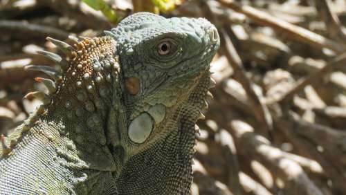 Iguana Reptile Animals Exotic Nature Green Scaly