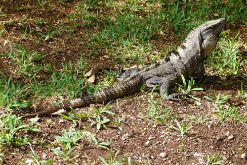 Iguana Reptile Lizard Animal Insect Eater