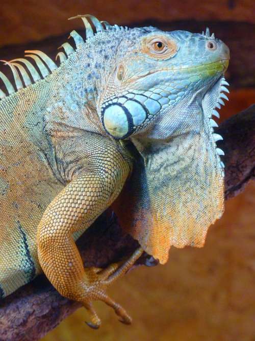 Iguana Green Lizard Kaltblut Reptile Animal