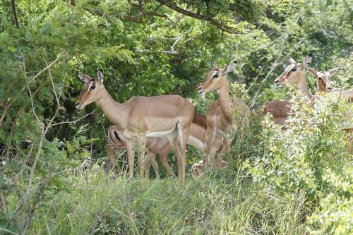 Impala Africa Nature Safari Wildlife
