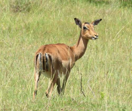 Impala Gazelle Africa Nature Mammal Animal Safari