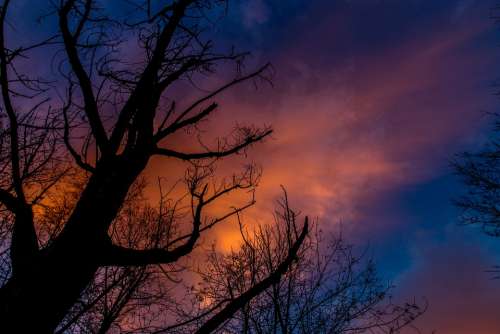 In The Evening Silhouette Tree Sky Fire Clouds