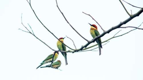 India Kerala Bird Avian Branch Perched Bee-Eater