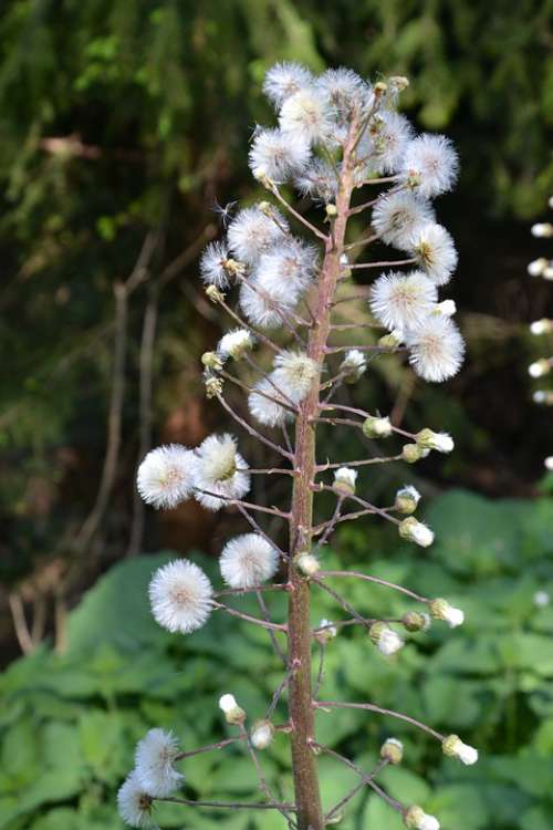 Inflorescence De Seeds Plant Seed Nature