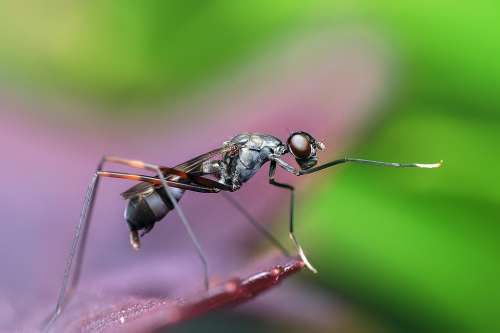 Insect Ant Macro Animal Wildlife Detailed Nature