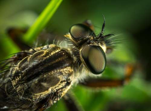 Insect Compound Eyes Hairy Animals Nature Macro
