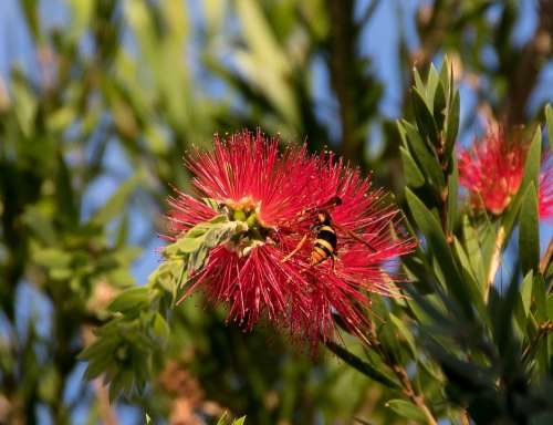 Insect Hornet Abispa Ephippian Striped Australian