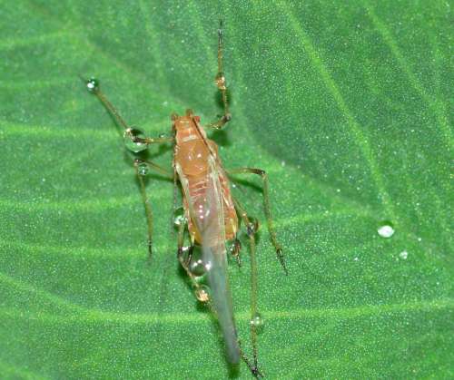 Insects Hemiptera Aphid