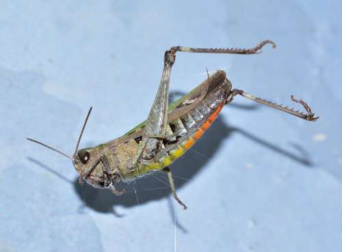 Insects Orthoptera Grasshopper Green