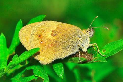 Insects Moth Butterfly Macro