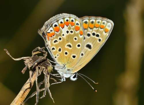 Insects Butterfly Moth Yellow Animal