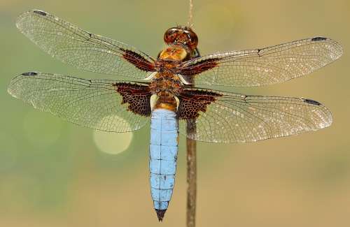 Insects Dragonfly Depressa Macro Wings Chitin