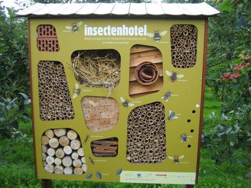 Insects Hotel Bees Nature