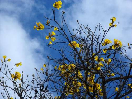 Ipê Yellow Flora Flowers Spring Nature Day
