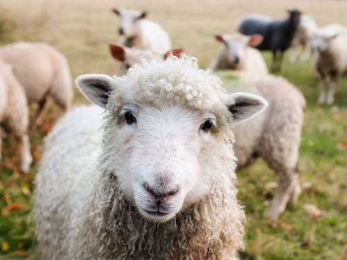 Ireland Sheep Lambs Livestock Animals Closeup