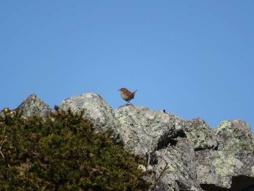 Ireland Bird Nature Birds Landscape