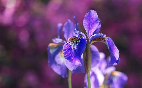 Iris Blossom Bloom Blue Flower Nature Garden