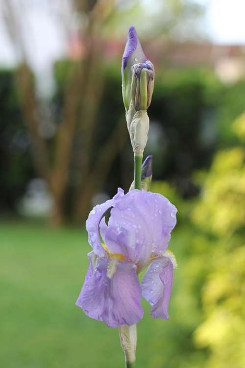 Iris Flower Pistil Stamen Violet Blossom Bloom