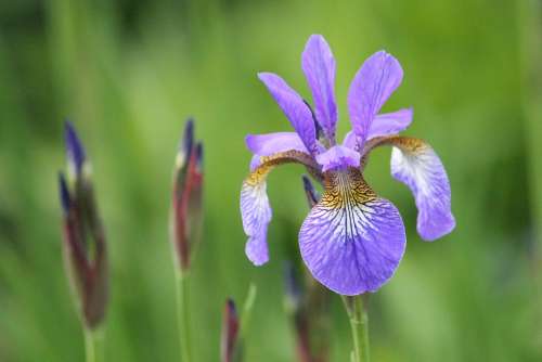 Iris Purple Plant Spring Park Garden