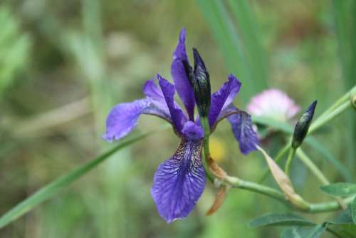 Iris Violet Lilac