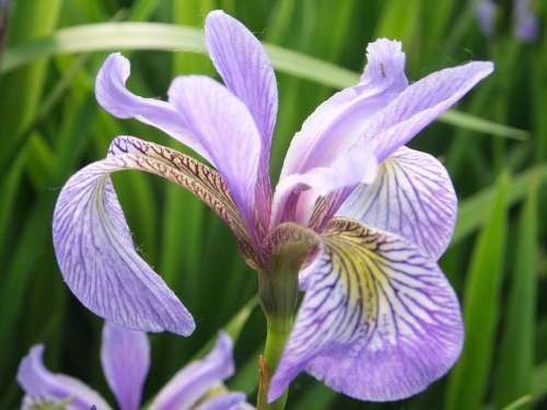 Iris Flower Floral Blossom Plant Summer Green