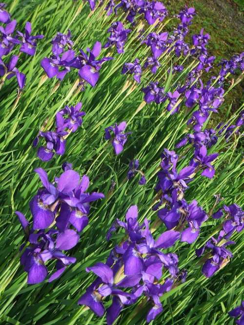 Iris Purple Field Flower Green Spring Nature