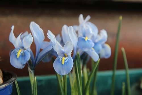 Iris Blue Iris Bulb Flowers