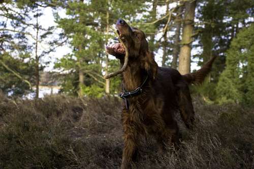 Irish Setter Dog Animals Fur Red Green Forest