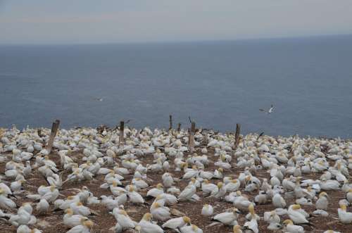 Island Bonaventure Itself Canada Albatros Nature