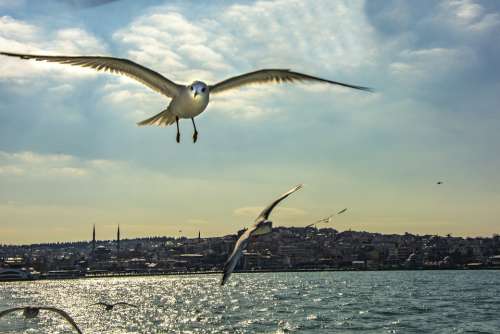 Istanbul Seagull Turkey Sky Nature Landscape Bird