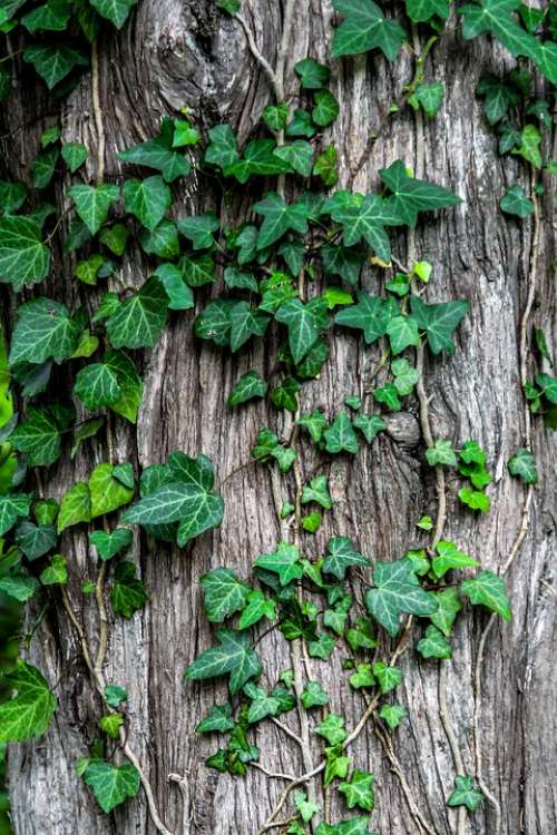 Ivy Plant Creeper Garden Bark Tree Trunk Natural
