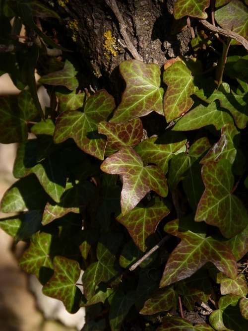 Ivy Leaves Green And Red Bark Texture