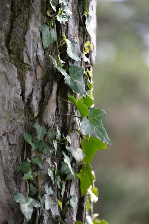 Ivy Tree Creeper Log Maple Bark Nature Old