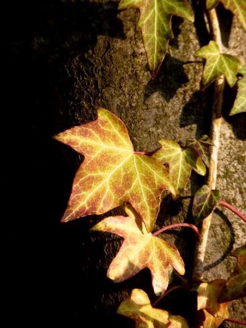 Ivy Climber Plant Tree Entwine Ivy Leaf Leaf