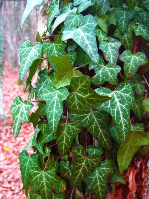 Ivy Foliage Forest Wrapped Up Tree Creep Creeper