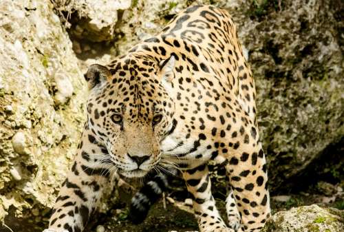 Jaguar Big Cat Wildcat Zoo Tiergarten Dangerous