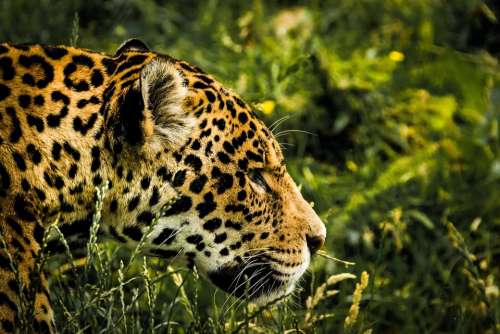 Jaguar Wild Cat Mammal Zoo Feline Big Cat Animal