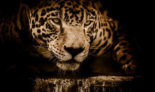 Jaguar Wildcat Carnivore Stalking Eyes Menacing