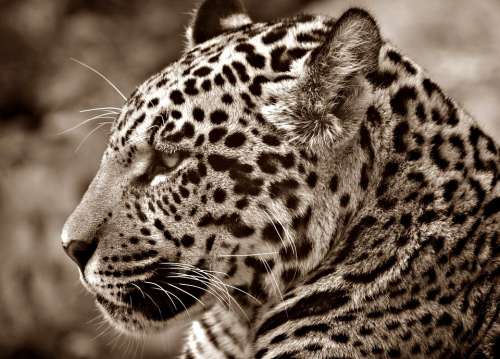 Jaguar Halbwüchsig Sepia Profile Big Cat Head