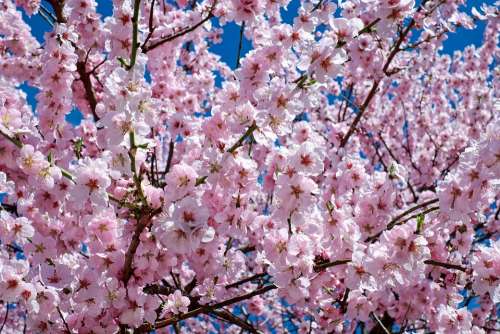 Japanese Cherry Trees Flowers Pink Tree Flower Tree