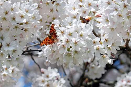 Japanese Cherry Trees Flowers White Flower Tree