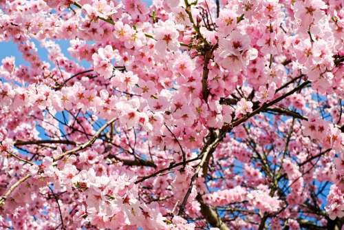 Japanese Cherry Trees Flowers Pink White Tree