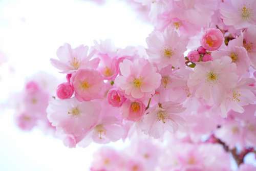 Japanese Cherry Trees Flowers Spring