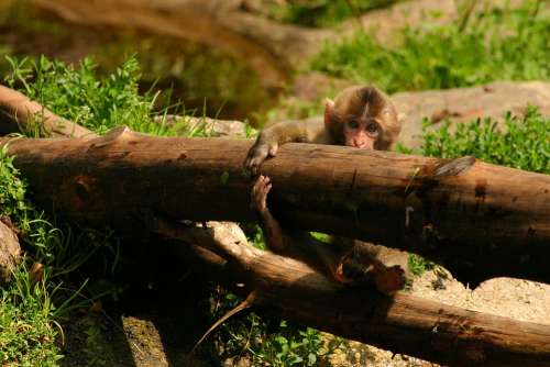 Japanmakake Baby Monkey Makake Monkey Baby Animal