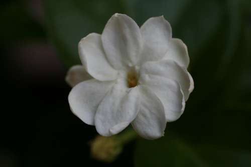 Jasmine Tropical Gardening Flower Aromatic White