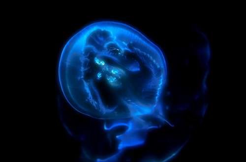 Jelly Fish Jellyfish Marine Animal Underwater