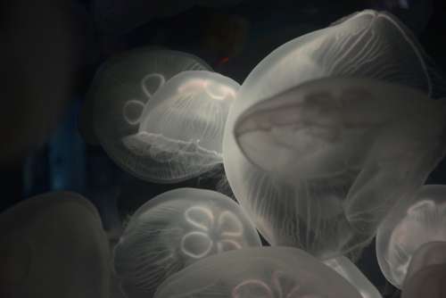Jellyfish Aquarium Underwater Water Animal
