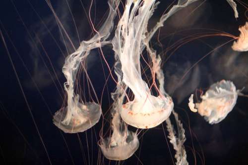 Jellyfish Aquarium Ocean Sea Underwater Marine